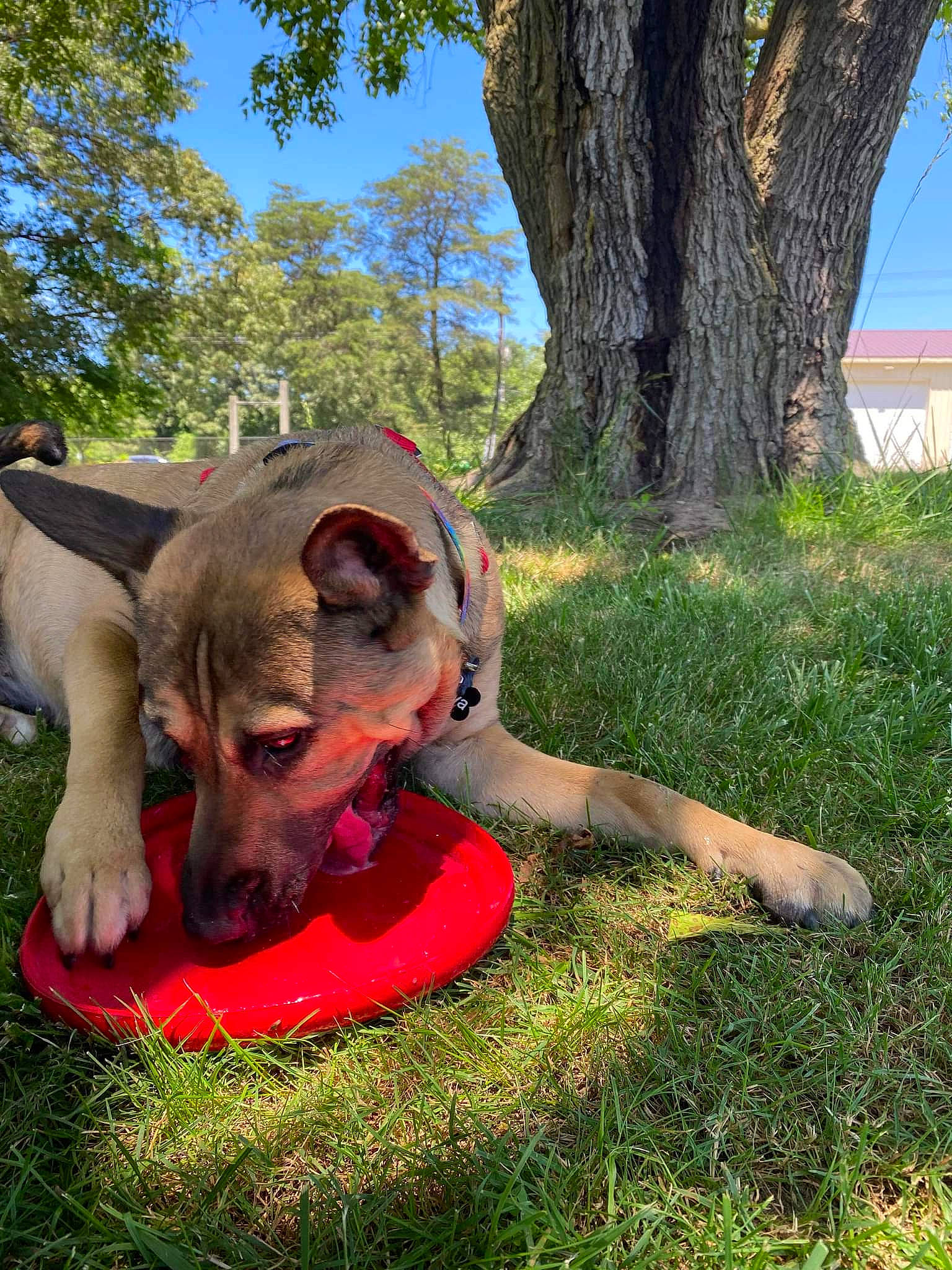 Maya joined the competition — help win amazing prizes! canidae, carnivore, companion_dog, dog, dog_breed, east_european_shepherd, fawn, german_shepherd_dog, grass, herding_dog, lawn, leisure, plant, recreation, sky, snout, sporting_group, tail, tree, trunk