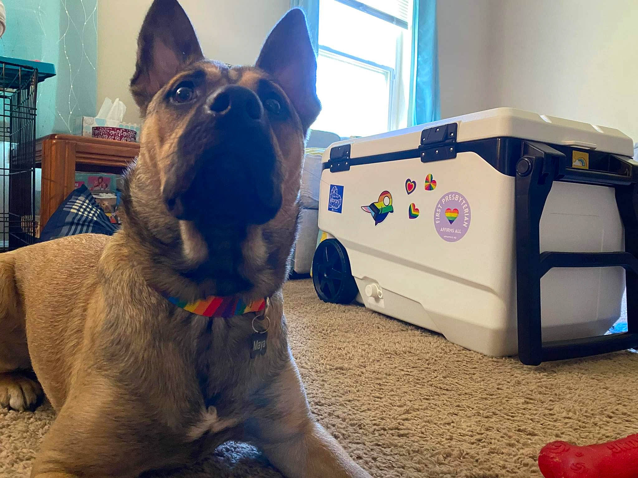 Maya joined the competition — help win amazing prizes! blue, canidae, carnivore, collar, comfort, companion_dog, dog, dog_breed, dog_collar, electric_blue, fawn, flooring, fur, home_appliance, machine, shelf, snout, sporting_group, whiskers, working_animal