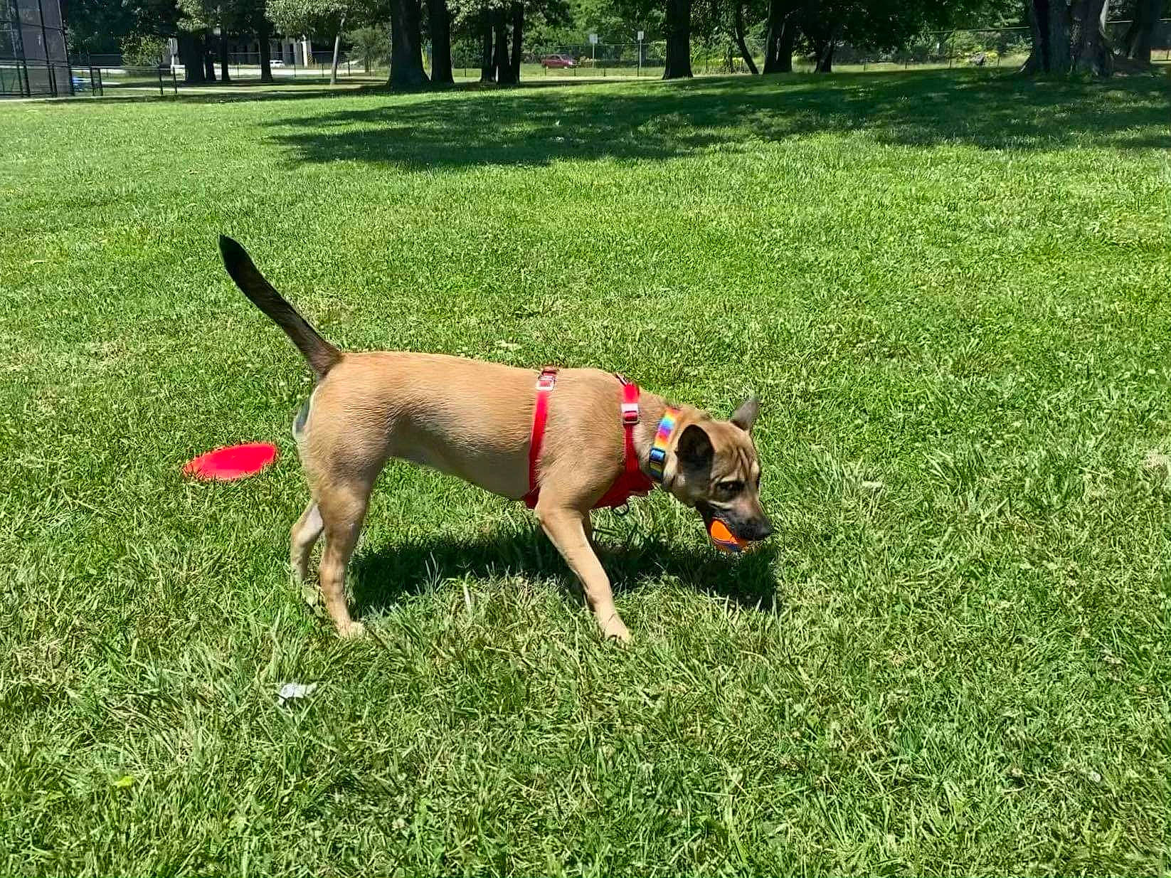 Maya joined the competition — help win amazing prizes! carnivore, collar, companion_dog, dog, dog_breed, fawn, garden, grass, grassland, groundcover, hose, lawn, leash, plant, shrub, sporting_group, tail, toy, tree, working_animal