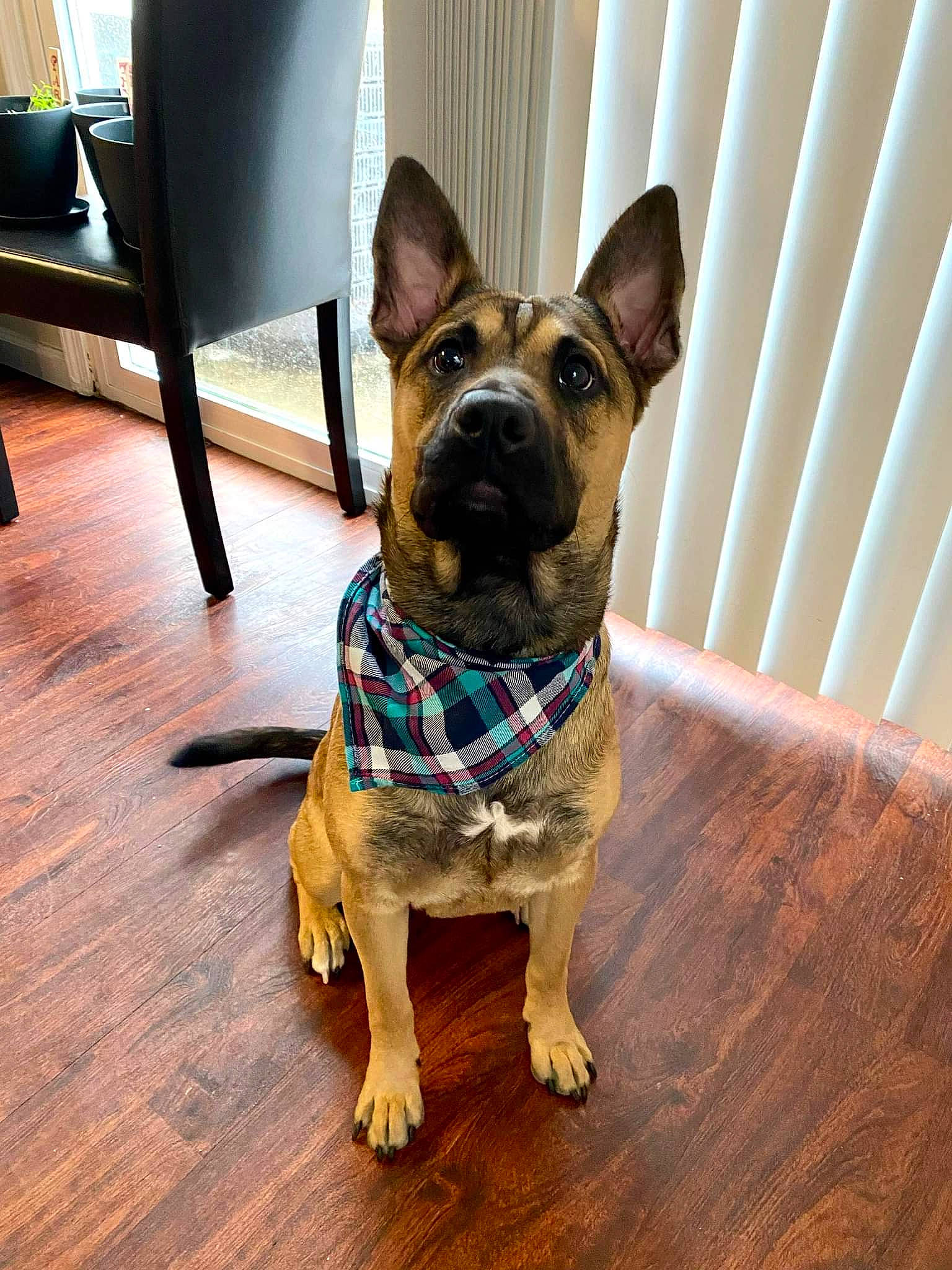 Maya is registered to the contest to win money with this photo: carnivore, chair, collar, companion_dog, dog, dog_breed, dog_collar, eye, fawn, floor, flooring, hardwood, head, human_body, pet_supply, snout, whiskers, window, wood, working_animal