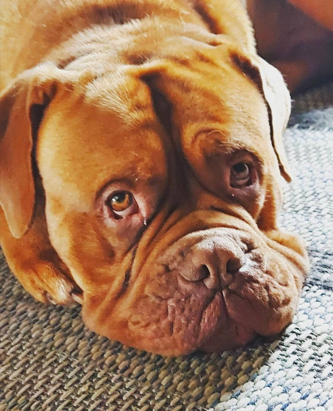 Bruce participe au concours pour gagner de l'argent avec cette photo : bored, canidae, carnivore, comfort, companion_dog, dog, dog_breed, dog_collar, fawn, fur, liver, shar_pei, snout, sporting_group, terrestrial_animal, whiskers, wood, working_animal, working_dog, wrinkle