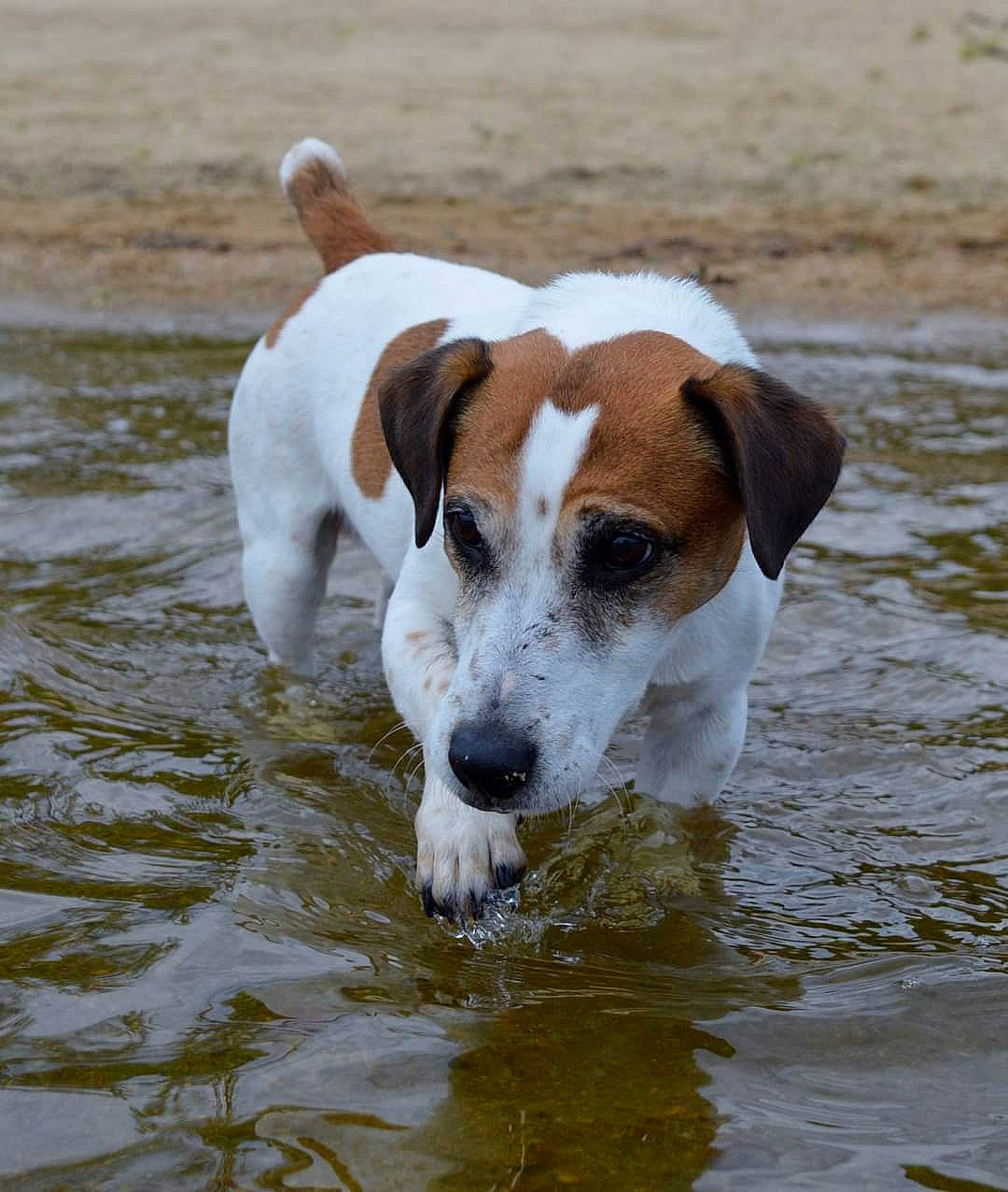 Gyver a rejoint le concours — aidez-le/la à gagner de superbes lots ! canidae, carnivore, companion_dog, dog, dog_breed, fawn, hound, hunting_dog, irishjacks, lake, liquid, snout, sporting_group, tail, terrestrial_animal, terrier, water, working_animal, working_dog