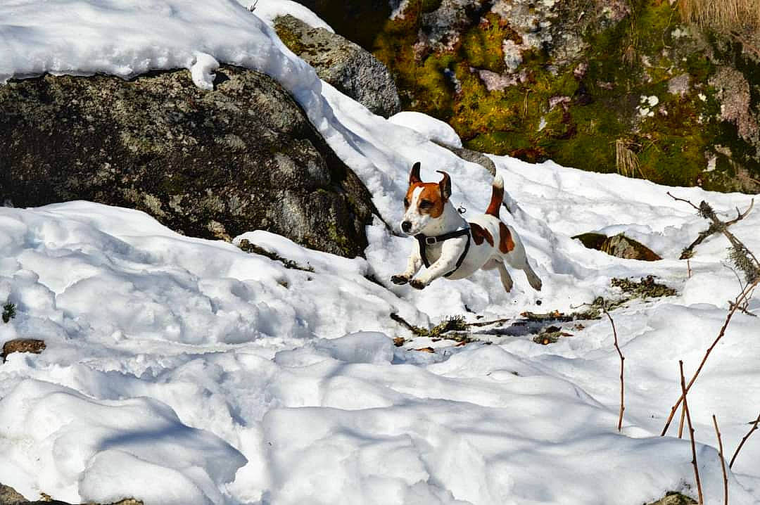 Gyver a rejoint le concours — aidez-le/la à gagner de superbes lots ! adventure, beak, formation, freezing, frost, geological_phenomenon, glacial_landform, ice_cap, landscape, mammal, plant, recreation, slope, snow, sports_equipment, stream, tree, vertebrate, watercourse, winter