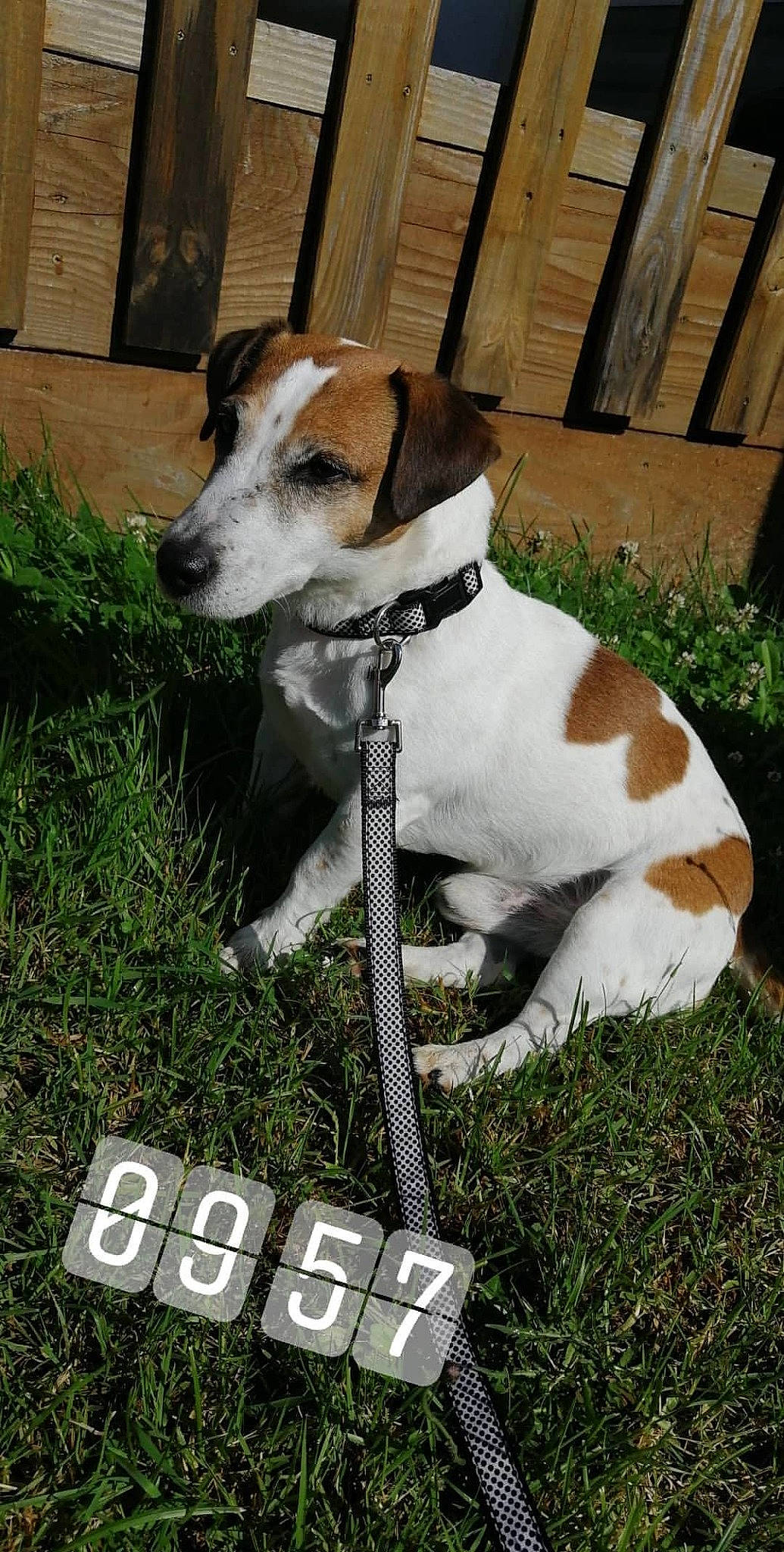 Gyver a rejoint le concours — aidez-le/la à gagner de superbes lots ! carnivore, collar, companion_dog, dog, dog_breed, dog_collar, dog_supply, fawn, font, grass, hunting_dog, irishjacks, non_sporting_group, pet_supply, plant, sporting_group, terrestrial_animal, terrier, whiskers