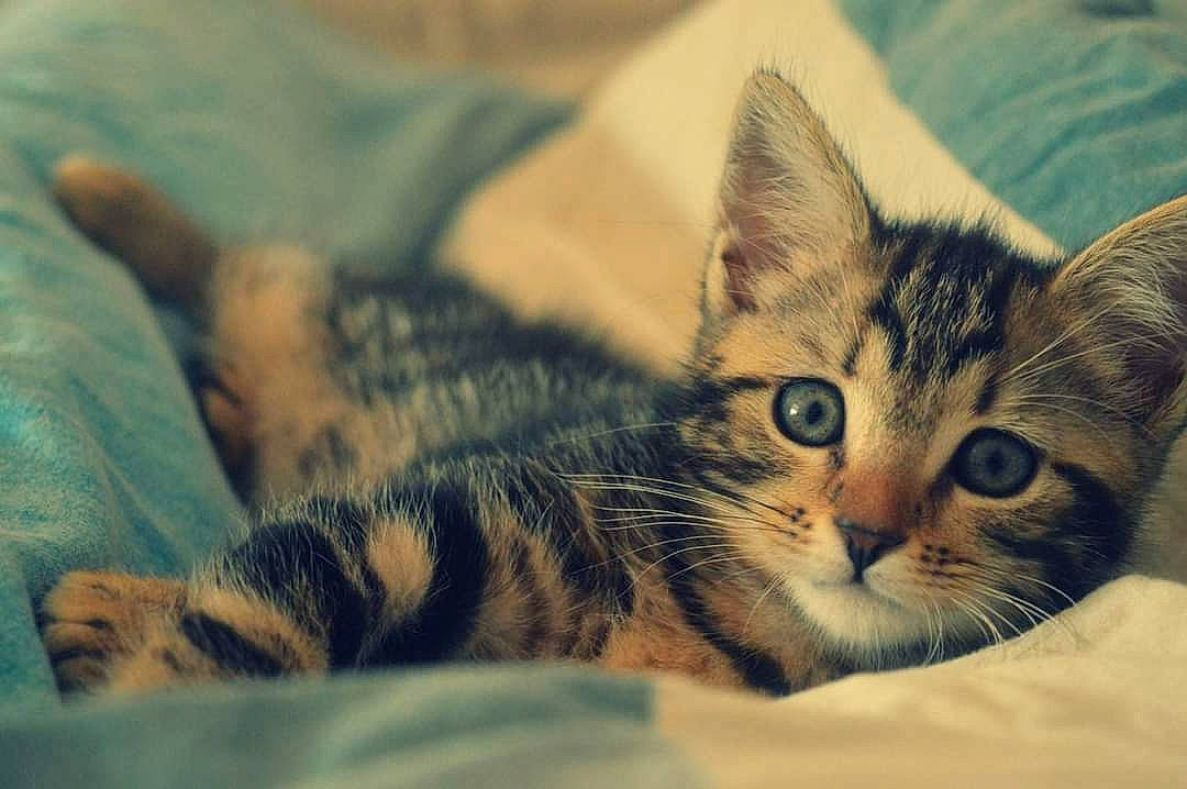 Leetchy a rejoint le concours — aidez-le/la à gagner de superbes lots ! carnivore, cat, claw, cloud, comfort, domestic_short_haired_cat, ear, eye, felidae, fur, iris, nap, paw, sky, sleep, small_to_medium_sized_cats, snout, whiskers, wildlife