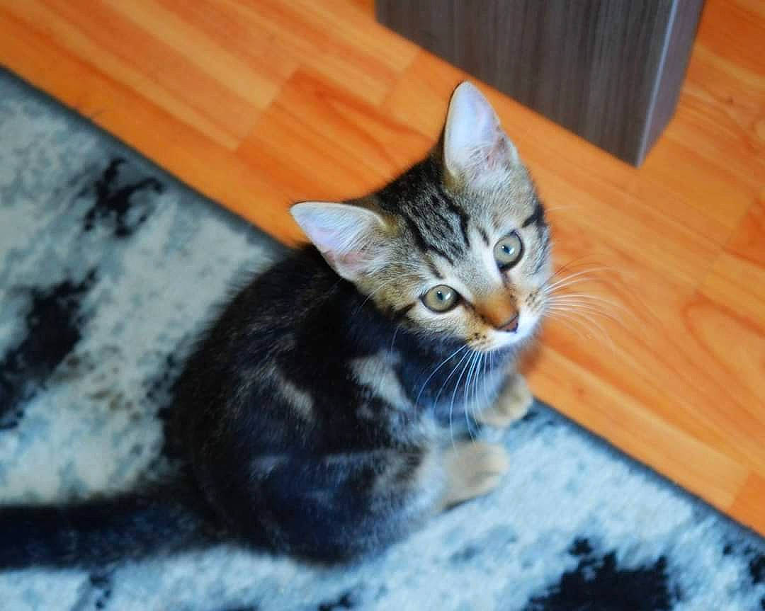 Leetchy participe au concours pour gagner de l'argent avec cette photo : carnivore, cat, cat_supply, claw, comfort, domestic_short_haired_cat, door, felidae, flooring, fur, hardwood, mammal, paw, plank, small_to_medium_sized_cats, tail, varnish, whiskers, wood, wood_stain