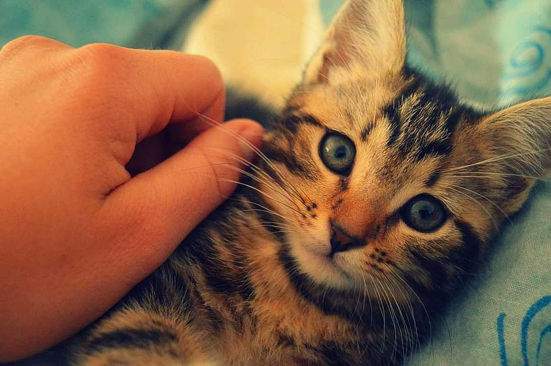 Leetchy participe au concours pour gagner de l'argent avec cette photo : carnivore, cat, claw, close_up, domestic_short_haired_cat, eye, felidae, fur, gesture, nail, paw, small_to_medium_sized_cats, snout, tail, thumb, whiskers, wildlife