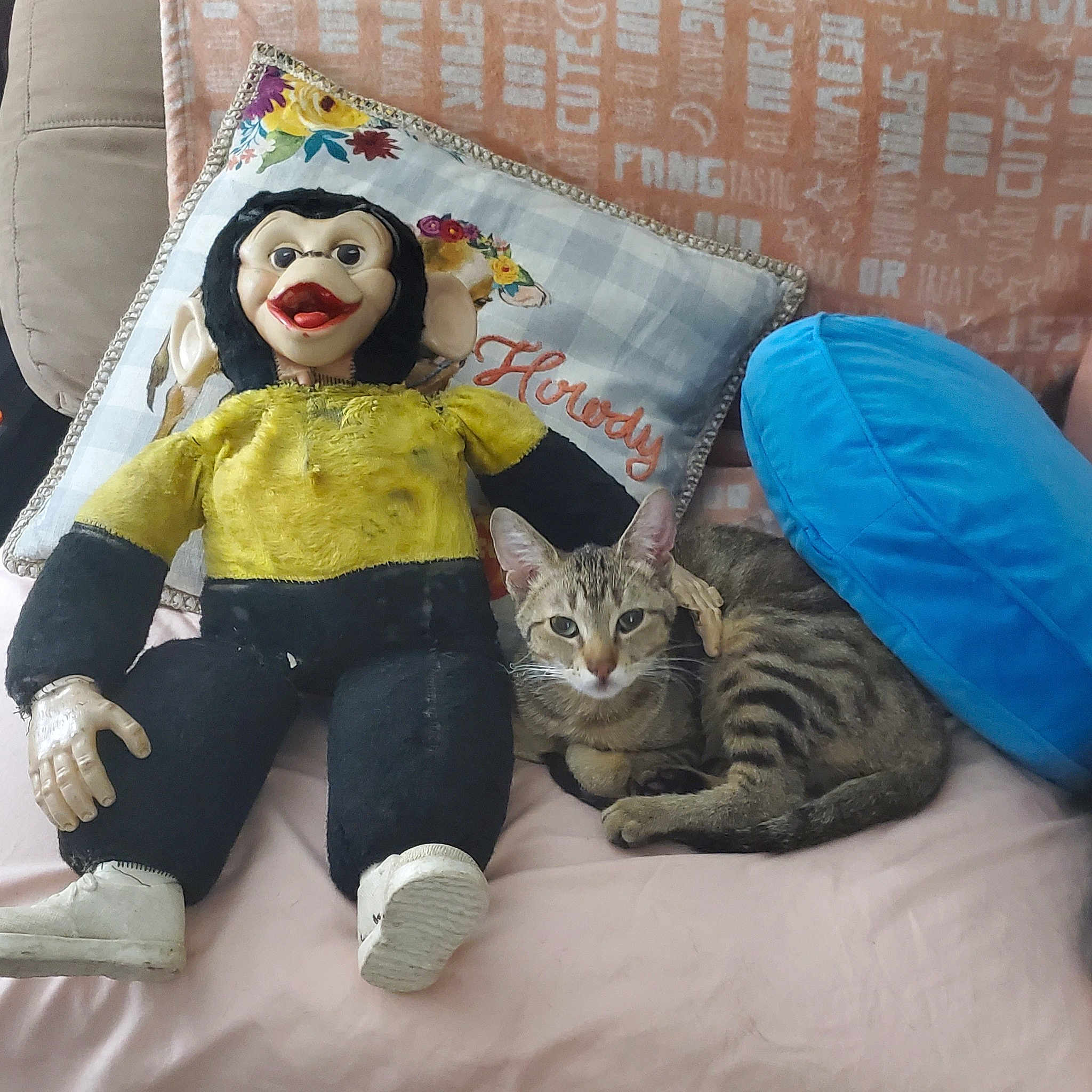 Matt Damon joined the competition — help win amazing prizes! art, bag, carnivore, cat, comfort, doll, domestic_short_haired_cat, fashion_accessory, fashion_design, felidae, fur, happy, linens, luggage_and_bags, paw, small_to_medium_sized_cats, smile, textile, toy, whiskers