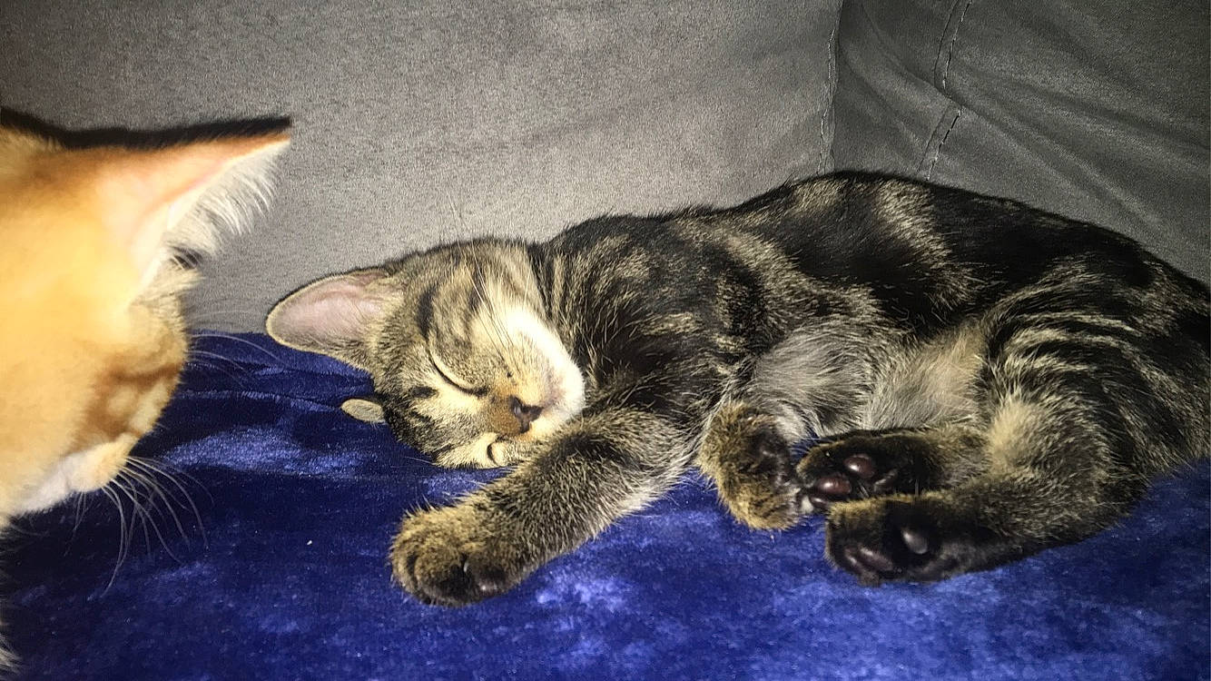 Zia a rejoint le concours — aidez-le/la à gagner de superbes lots ! art, carnivore, cat, claw, cloud, comfort, darkness, domestic_short_haired_cat, felidae, fur, nap, night, paw, sitting, sleep, small_to_medium_sized_cats, snout, tail, whiskers, wildlife