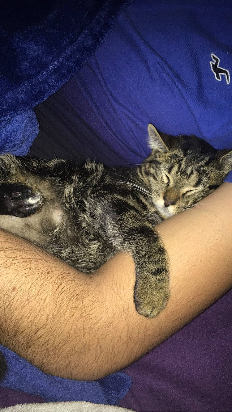 Zia a rejoint le concours — aidez-le/la à gagner de superbes lots ! bed, carnivore, cat, claw, cloud, comfort, domestic_short_haired_cat, felidae, finger, fur, gesture, grey, hand, human_leg, nail, small_to_medium_sized_cats, snout, tail, thigh, whiskers