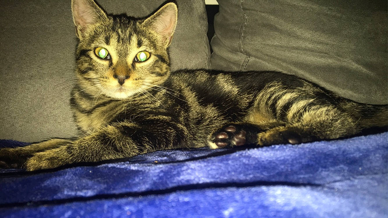 Zia a rejoint le concours — aidez-le/la à gagner de superbes lots ! carnivore, cat, claw, comfort, darkness, domestic_short_haired_cat, electric_blue, felidae, fur, grass, grey, paw, sitting, small_to_medium_sized_cats, snout, tail, terrestrial_animal, whiskers, wildlife