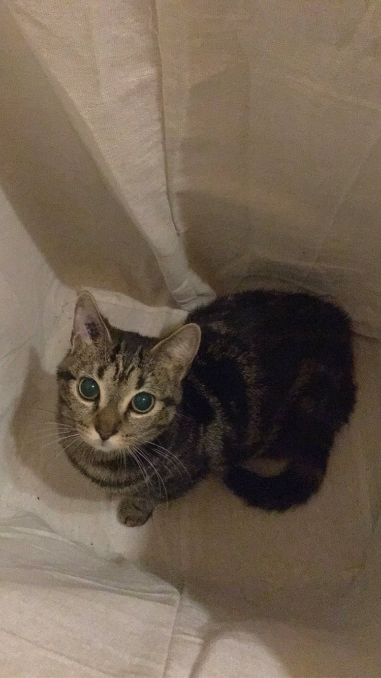 Zia participe au concours pour gagner de l'argent avec cette photo : carnivore, cat, comfort, domestic_short_haired_cat, felidae, fur, grey, paw, plumbing_fixture, small_to_medium_sized_cats, snout, tail, terrestrial_animal, whiskers, window