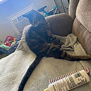 Nano is registered to the contest to win money with this photo: cat, tabby_cat, couch, blanket, bottle, comb, haircare, indoor, furniture, air_conditioner, window, bike, relaxed, pet, home, leisure, fabric, soft, domestic, cozy