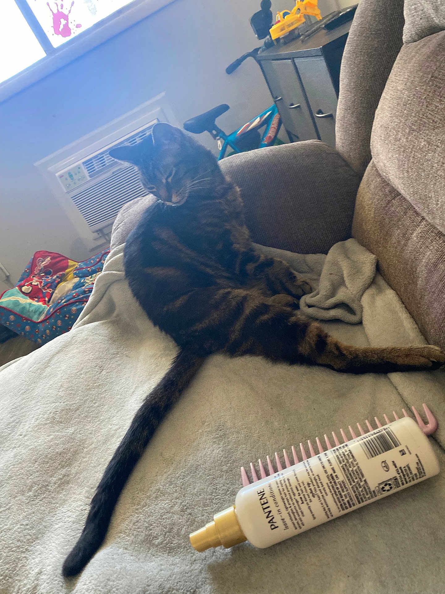 Nano is registered to the contest to win money with this photo: cat, tabby_cat, couch, blanket, bottle, comb, haircare, indoor, furniture, air_conditioner, window, bike, relaxed, pet, home, leisure, fabric, soft, domestic, cozy