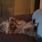 Isis participe au concours pour gagner de l'argent avec cette photo : animal, cat, comfort, couch, cozy, cute, domestic, feline, fluffy, fur, home, indoor, lazy, mammal, paw, pet, relaxing, resting, sleeping, tabby