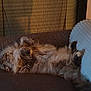 animal, cat, comfort, couch, cozy, cute, domestic, feline, fluffy, fur, home, indoor, lazy, mammal, paw, pet, relaxing, resting, sleeping, tabby