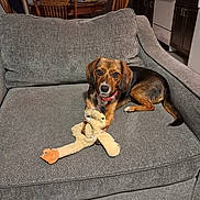 Sadie joined the competition — help win amazing prizes! dog, canine, pet, couch, grey_couch, stuffed_toy, plush_toy, living_room, indoor, home, collar, sitting, relaxed, looking_at_camera, ears, paw, kitchen, furniture, portrait, cute