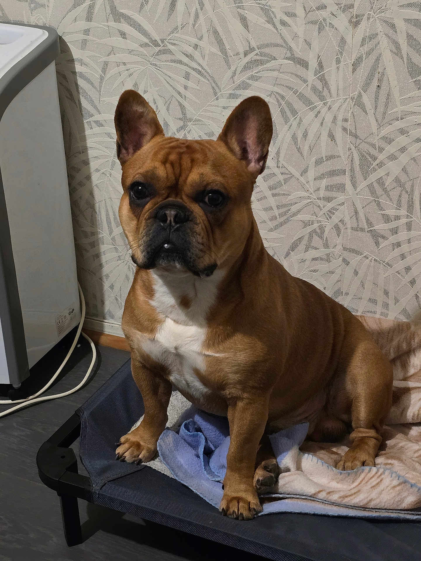 Rocky participe au concours pour gagner de l'argent avec cette photo : french_bulldog, dog, pet, indoor, bed, blanket, brown, white_chest, ears_up, floor, wallpaper, animal, portrait, paw, canine, companion, cute, resting, domestic, house
