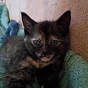 Onyx is registered to the contest to win money with this photo: kitten, cat, tortoiseshell, pet, animal, feline, cute, sleepy, fur, whiskers, ears, blanket, cozy, indoor, closeup, young, resting, soft, domestic, mammal