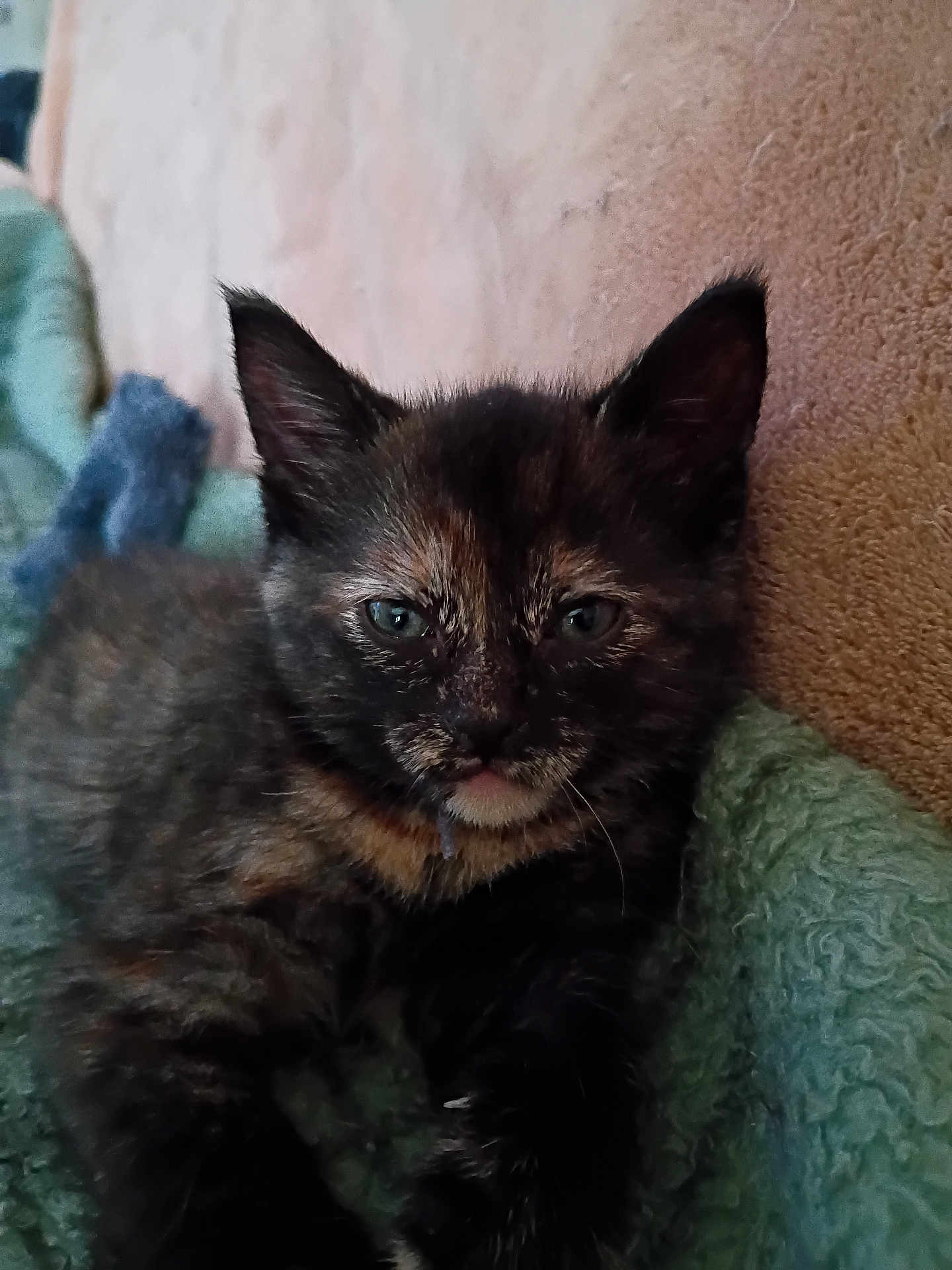 Onyx is registered to the contest to win money with this photo: kitten, cat, tortoiseshell, pet, animal, feline, cute, sleepy, fur, whiskers, ears, blanket, cozy, indoor, closeup, young, resting, soft, domestic, mammal