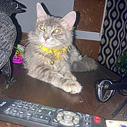 Pacific is registered to the contest to win money with this photo: cat, gray_cat, tabby, pet, collar, bell, indoor, table, remote_control, glasses, whiskers, ears, paws, fur, portrait, flash_reflection, home, decor, accessory, relaxed