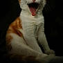 cat, kitten, orange_and_white, yawning, tongue_out, feline, pet, animal, sitting, fur, whiskers, cute, adorable, portrait, dark_background, indoor, small, young, mammal, playful