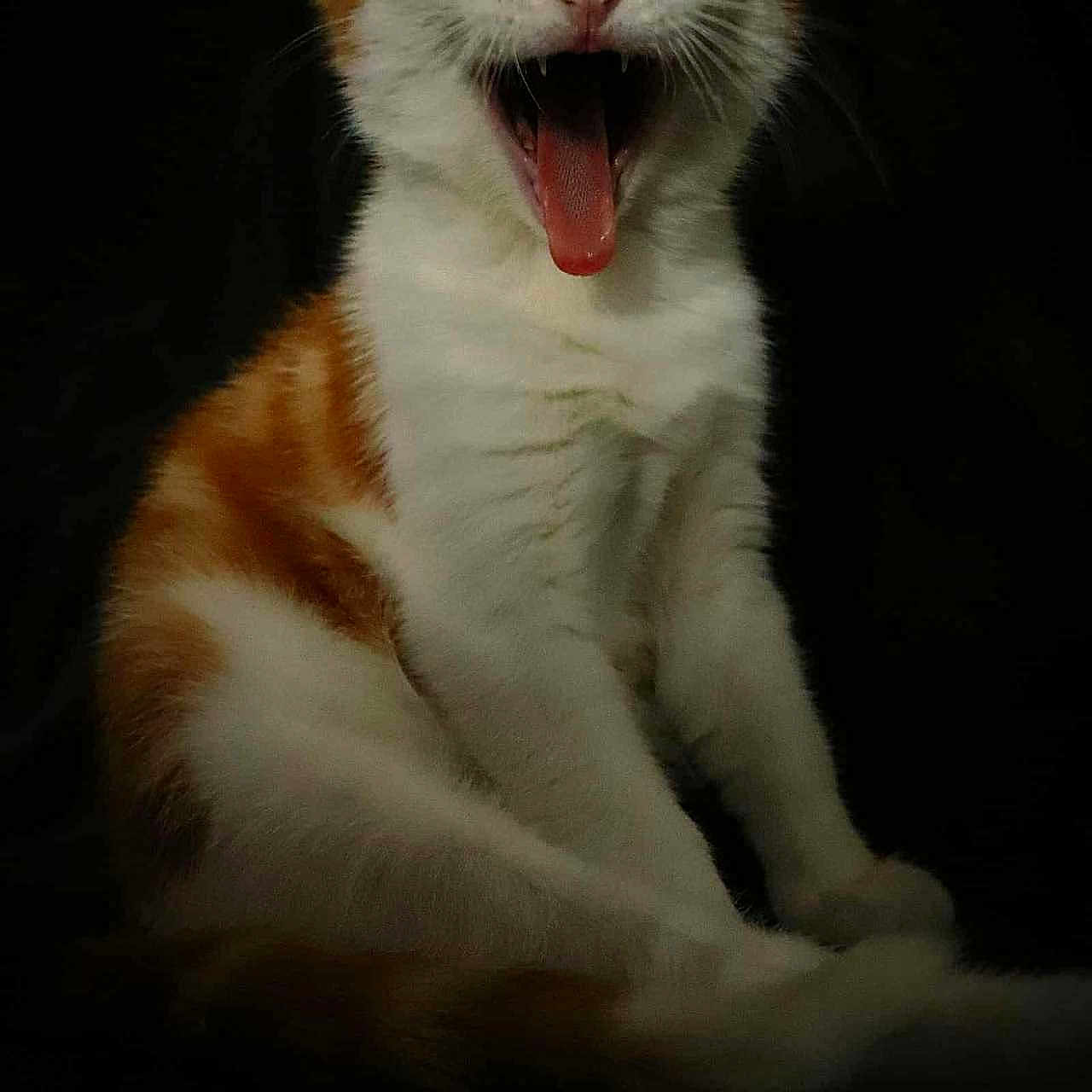 Taka