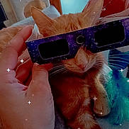 Globule a rejoint le concours — aidez-le/la à gagner de superbes lots ! cat, ginger_cat, glasses, hand, indoor, furniture, cat_tree, relaxed, pet, cozy, playful, sparkles, close_up, animal, domestic_cat, resting, cute, orange_fur, whiskers, paw