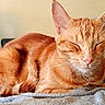 Globule participe au concours pour gagner de l'argent avec cette photo : cat, orange_tabby, sleeping, cozy, blanket, pet, fur, whiskers, ears, domestic_cat, animal, cute, resting, indoor, soft_light, closeup, feline, peaceful, relaxed, nap