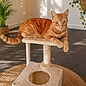 Globule a rejoint le concours — aidez-le/la à gagner de superbes lots ! cat, orange_tabby, cat_tree, indoor, plant, greenery, fairy_lights, sunlight, shadow, floor, rug, relaxed, pet, feline, cozy, home_decor, animal, cute, domestic_cat, resting