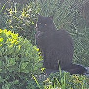 Moustache a rejoint le concours — aidez-le/la à gagner de superbes lots ! animal, bird, blackbird, blackcat, cat, field, garden, grass, grassland, herbs, jungle, kitten, leaf, manx, nature, outdoors, pet, plant, soil, vegetation