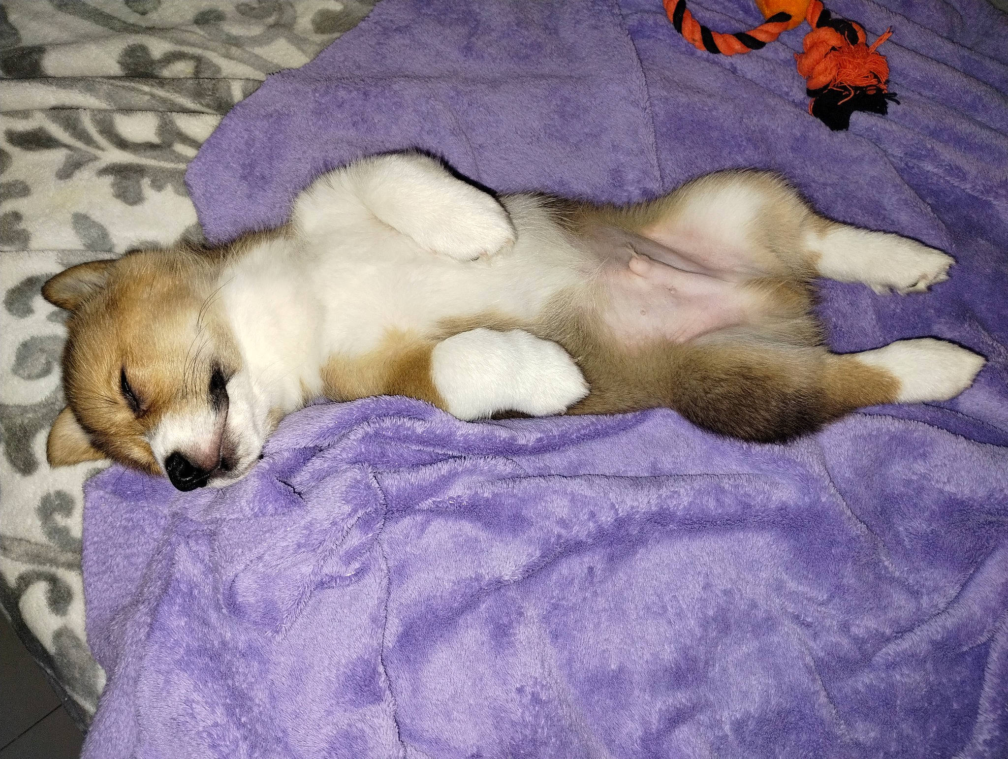 Gibby is registered to the contest to win money with this photo: canidae, carnivore, comfort, companion_dog, dog, dog_breed, dog_supply, fawn, fur, linens, nap, non_sporting_group, paw, pet_supply, sleep, snout, sporting_group, tail, terrestrial_animal, working_animal