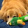 dog, golden_retriever, plush_toy, green, orange, blue_blanket, pet, animal, fur, cute, laying_down, indoors, resting, soft_texture, toy, sleepy, closeup, companion, cozy, relaxed