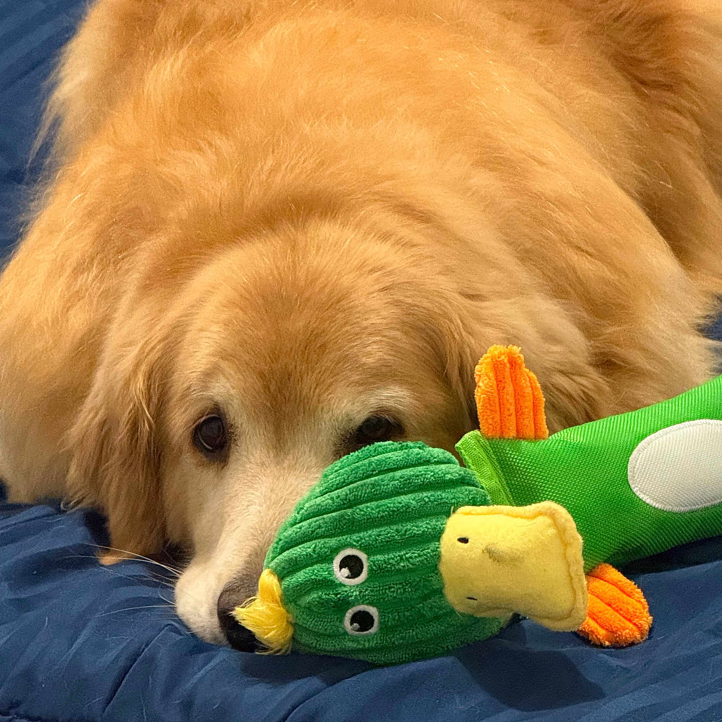 Lili participe au concours pour gagner de l'argent avec cette photo : dog, golden_retriever, plush_toy, green, orange, blue_blanket, pet, animal, fur, cute, laying_down, indoors, resting, soft_texture, toy, sleepy, closeup, companion, cozy, relaxed
