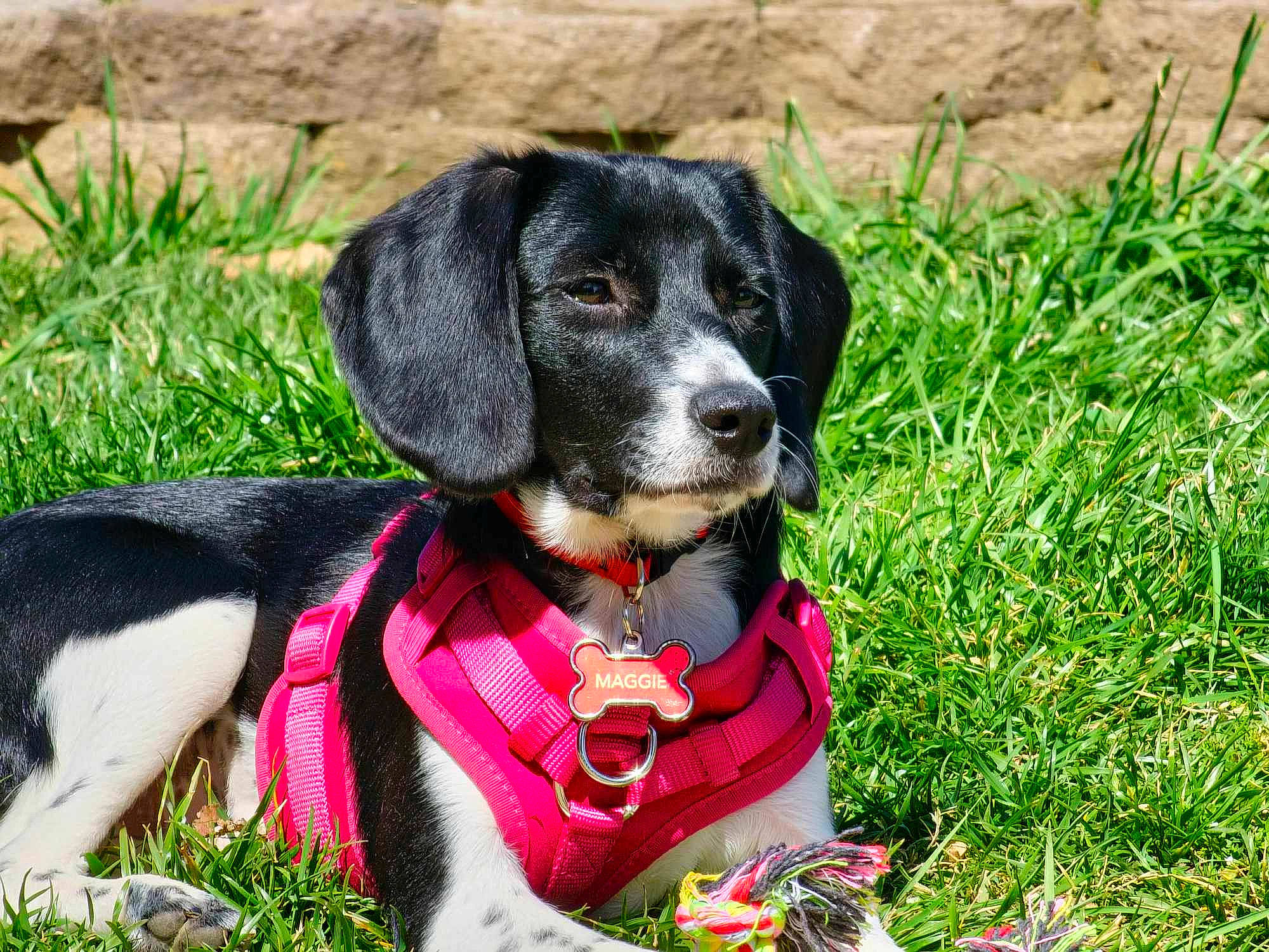 Maggie is registered to the contest to win money with this photo: canidae, carnivore, collar, companion_dog, dog, dog_breed, dog_collar, dog_supply, fashion_accessory, grass, hound, hunting_dog, plant, puppy, snout, sporting_group, terrestrial_animal, working_animal, working_dog