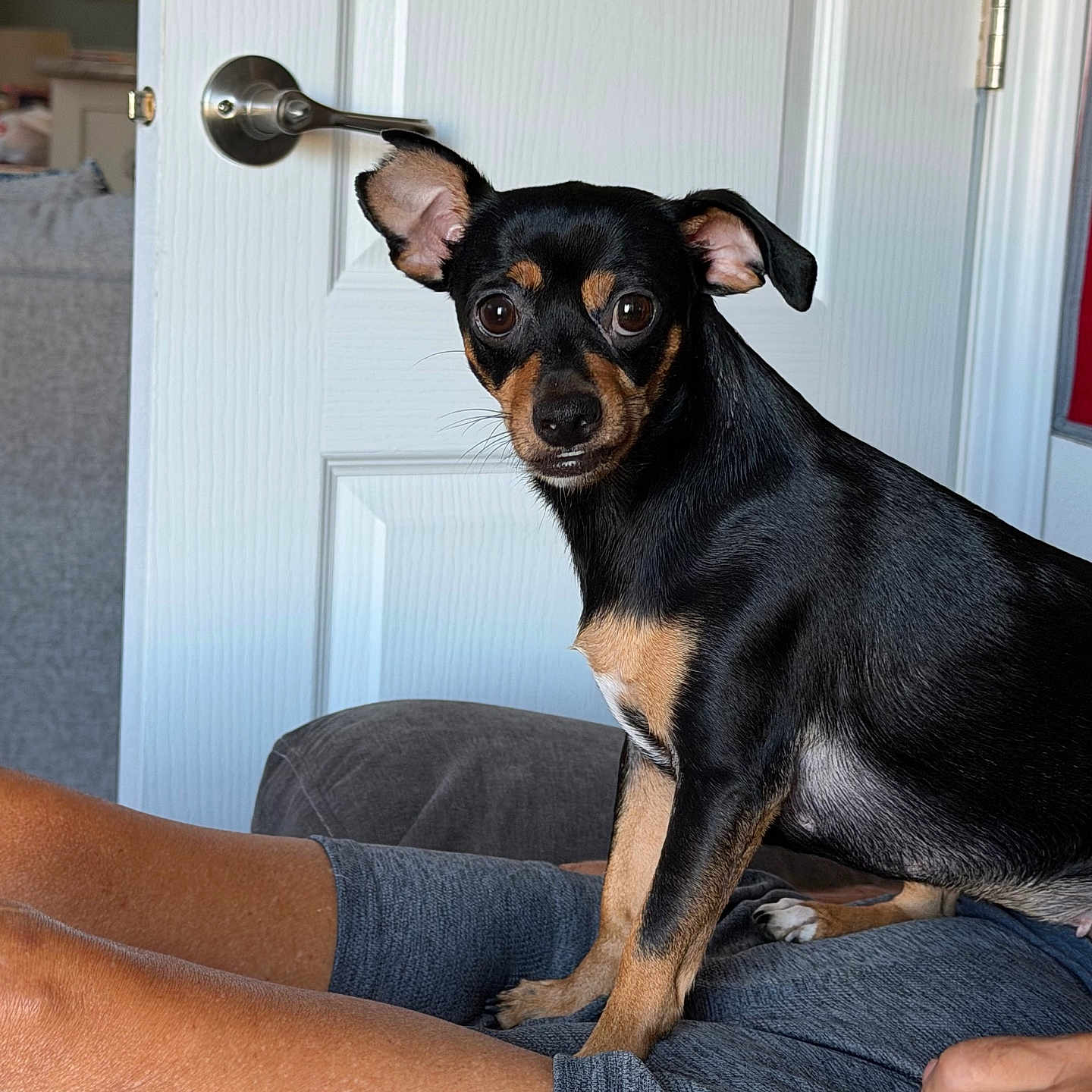 Stella