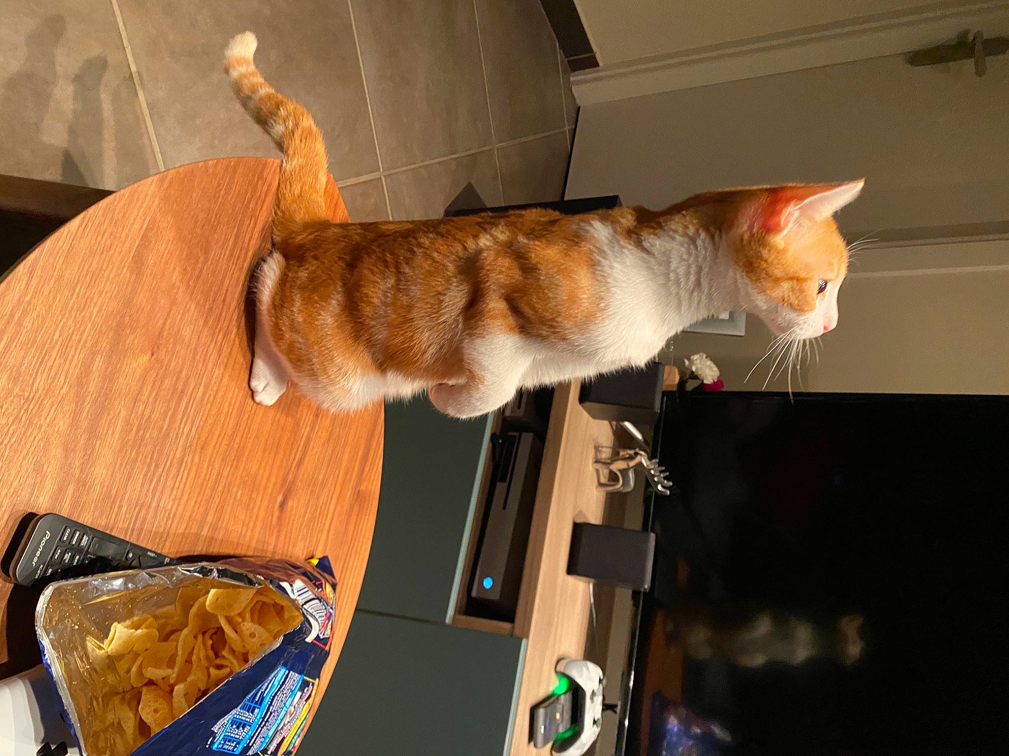 Tigroo participe au concours pour gagner de l'argent avec cette photo : canidae, carnivore, cat, comfort, domestic_short_haired_cat, fawn, felidae, food, fur, hardwood, lap, plant, room, small_to_medium_sized_cats, sporting_group, tableware, tail, whiskers, wood