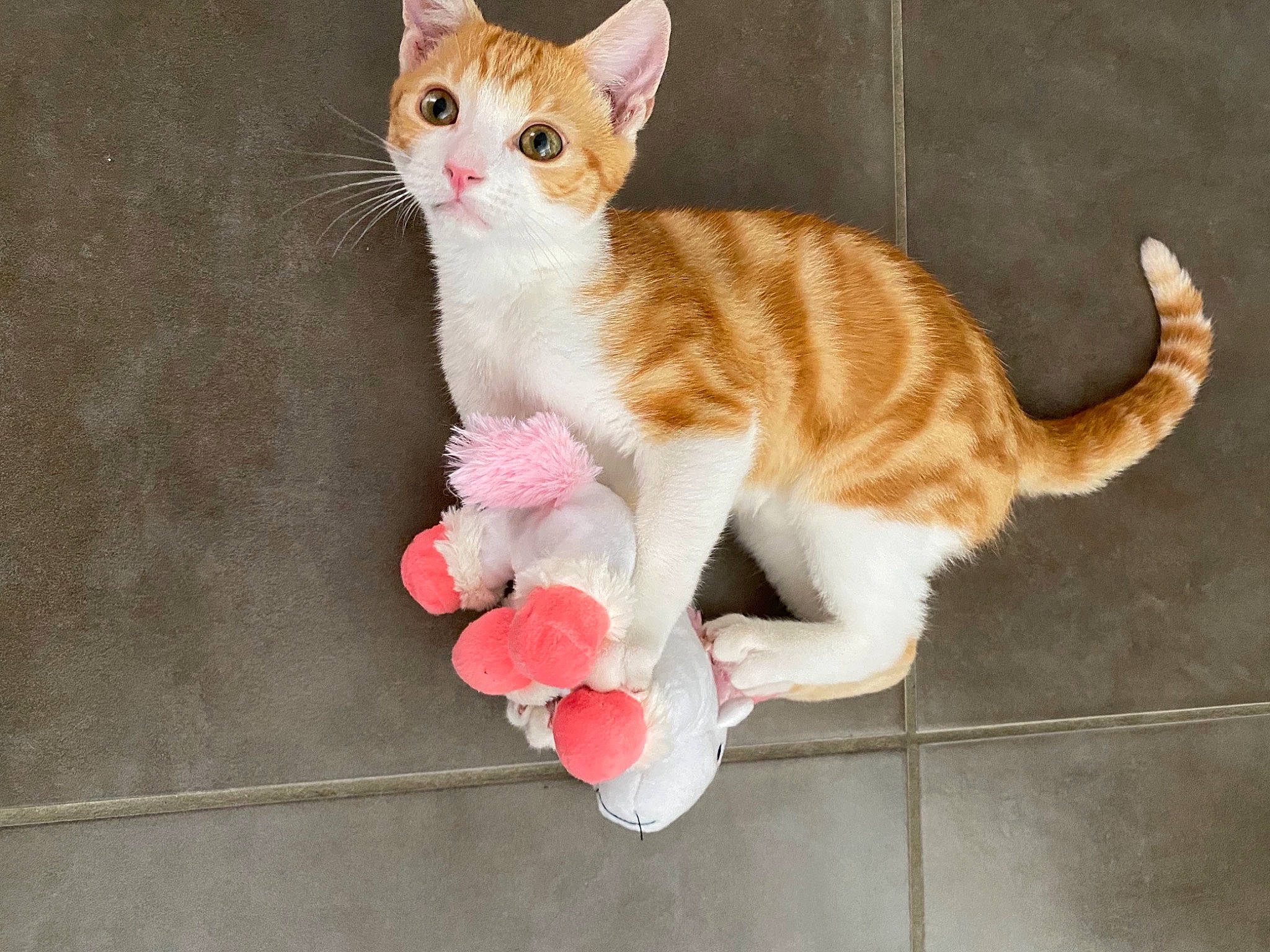 Tigroo a rejoint le concours — aidez-le/la à gagner de superbes lots ! art, carnivore, cat, cat_toy, claw, domestic_short_haired_cat, fawn, felidae, flooring, foot, fur, paw, sitting, small_to_medium_sized_cats, snout, tail, toe, whiskers, wood