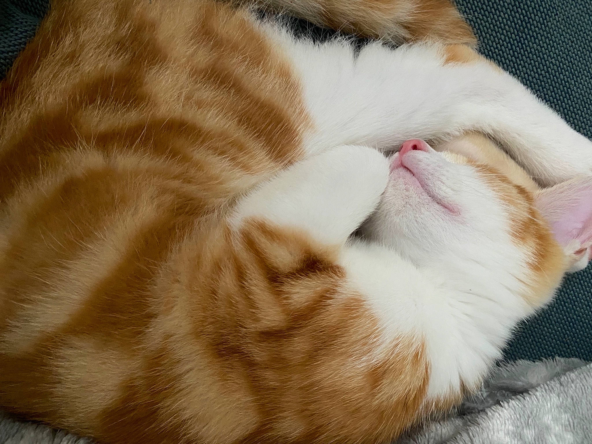 Tigroo participe au concours pour gagner de l'argent avec cette photo : canidae, carnivore, cat, claw, comfort, domestic_short_haired_cat, eye, fawn, felidae, foot, fur, head, human_body, leg, nap, paw, small_to_medium_sized_cats, snout, tail, whiskers