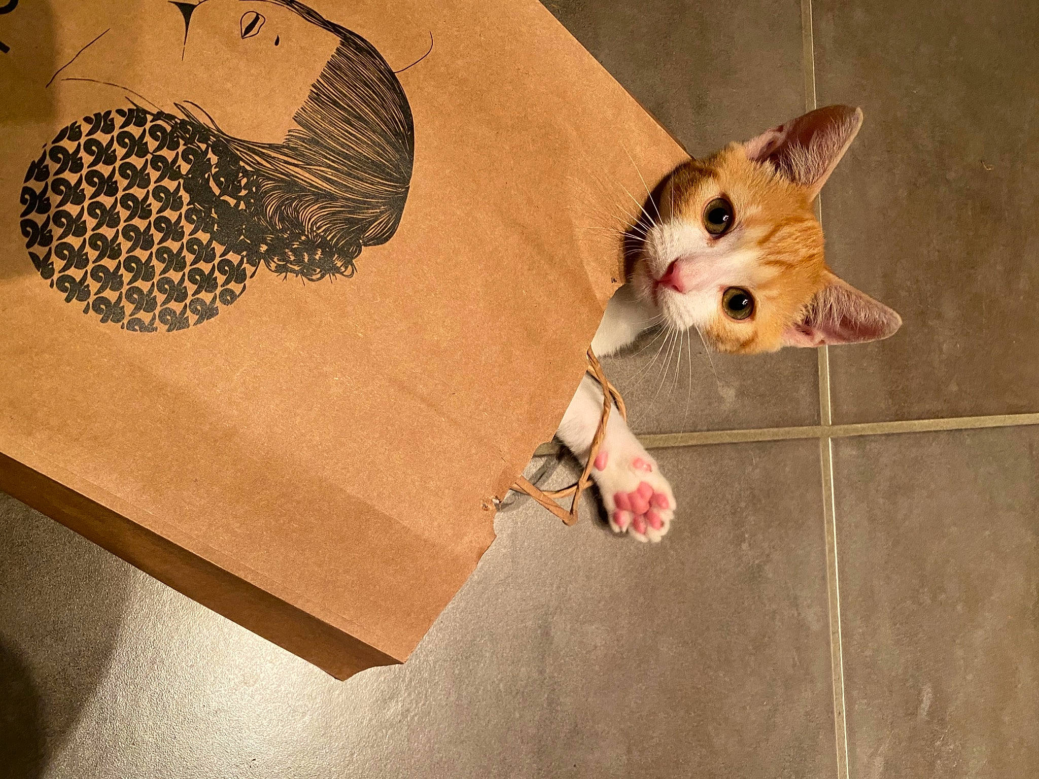 Tigroo a rejoint le concours — aidez-le/la à gagner de superbes lots ! carnivore, cat, circle, domestic_short_haired_cat, fashion_accessory, fawn, felidae, flooring, font, fur, linens, paper_product, pattern, paw, peach, room, small_to_medium_sized_cats, tail, whiskers, wood