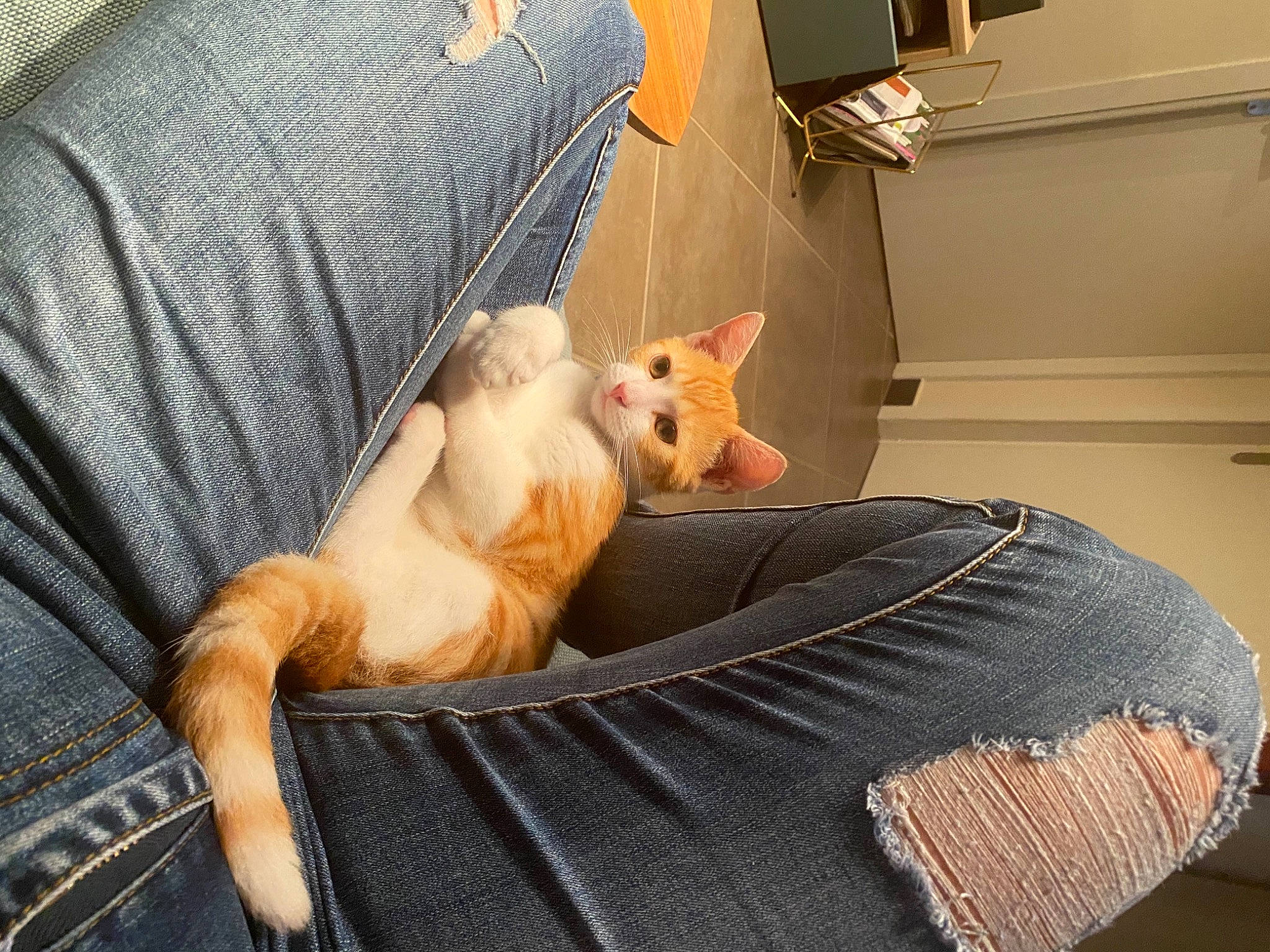 Tigroo a rejoint le concours — aidez-le/la à gagner de superbes lots ! carnivore, cat, chair, comfort, companion_dog, couch, domestic_short_haired_cat, fawn, felidae, fur, furniture, lap, linens, orange, paw, small_to_medium_sized_cats, snout, tail, whiskers, wood