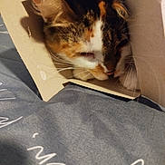 Ilona a rejoint le concours — aidez-le/la à gagner de superbes lots ! box, calico_cat, cardboard, cat, closeup, cozy, cute, ears, face, feline, fur, gray_fabric, hiding, indoors, pet, portrait, relaxed, sleeping, sleepy, whiskers