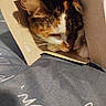 box, calico_cat, cardboard, cat, closeup, cozy, cute, ears, face, feline, fur, gray_fabric, hiding, indoors, pet, portrait, relaxed, sleeping, sleepy, whiskers
