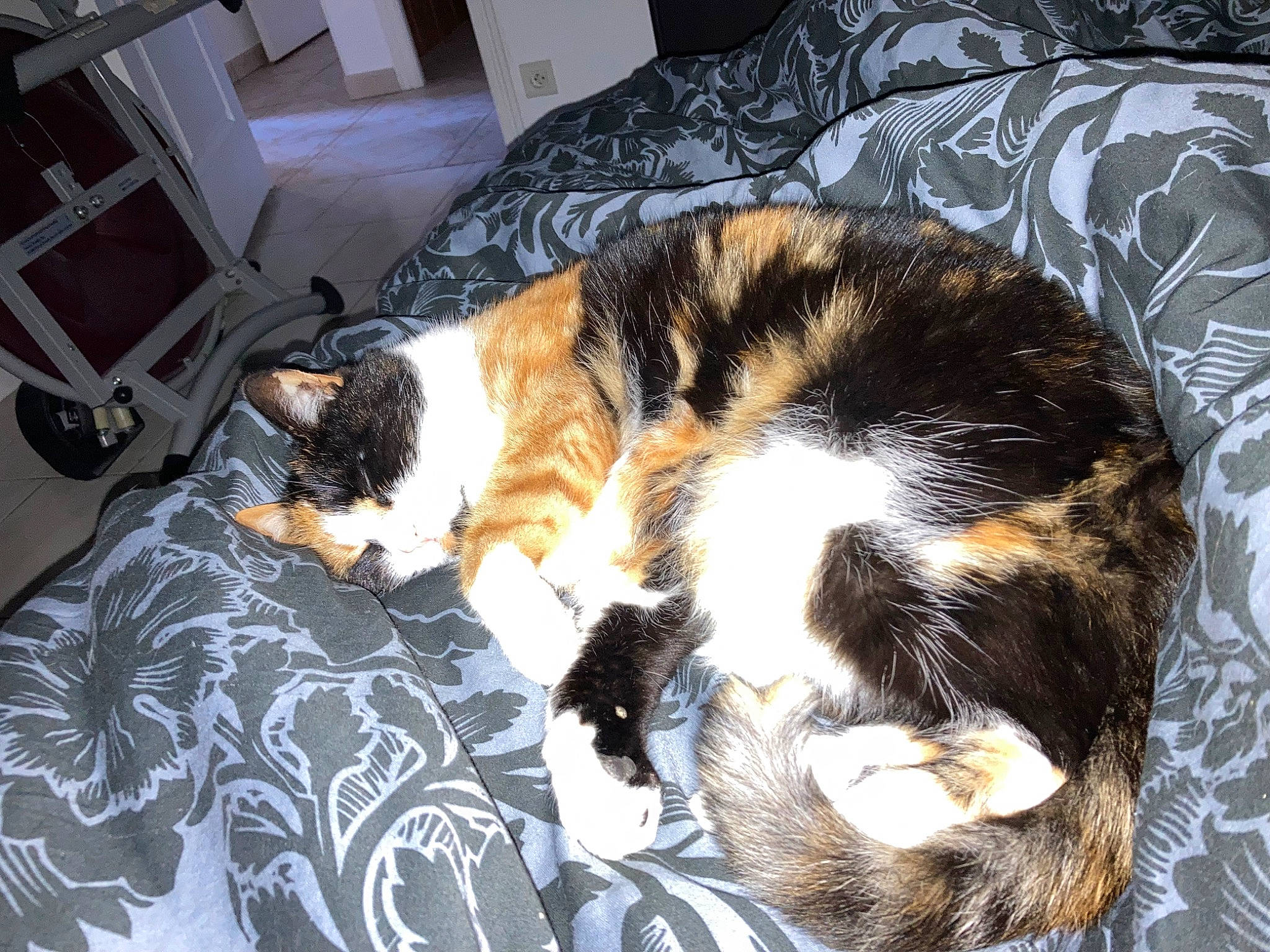 Miya participe au concours pour gagner de l'argent avec cette photo : brown, carnivore, cat, claw, comfort, couch, dog_breed, domestic_short_haired_cat, felidae, flooring, fur, linens, nap, paw, room, sleep, small_to_medium_sized_cats, sporting_group, tail, whiskers