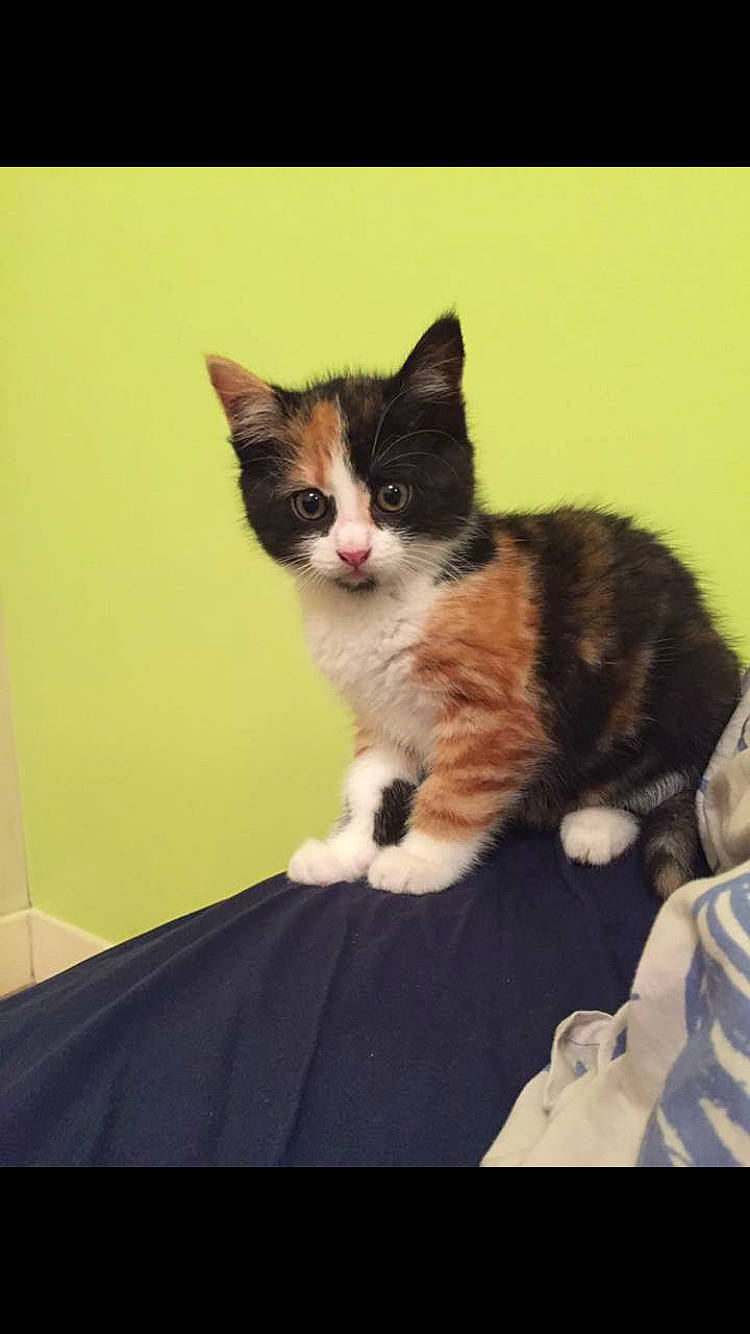 Miya a rejoint le concours — aidez-le/la à gagner de superbes lots ! carnivore, cat, comfort, domestic_short_haired_cat, felidae, formal_wear, fur, paw, sitting, small_to_medium_sized_cats, snout, tail, whiskers