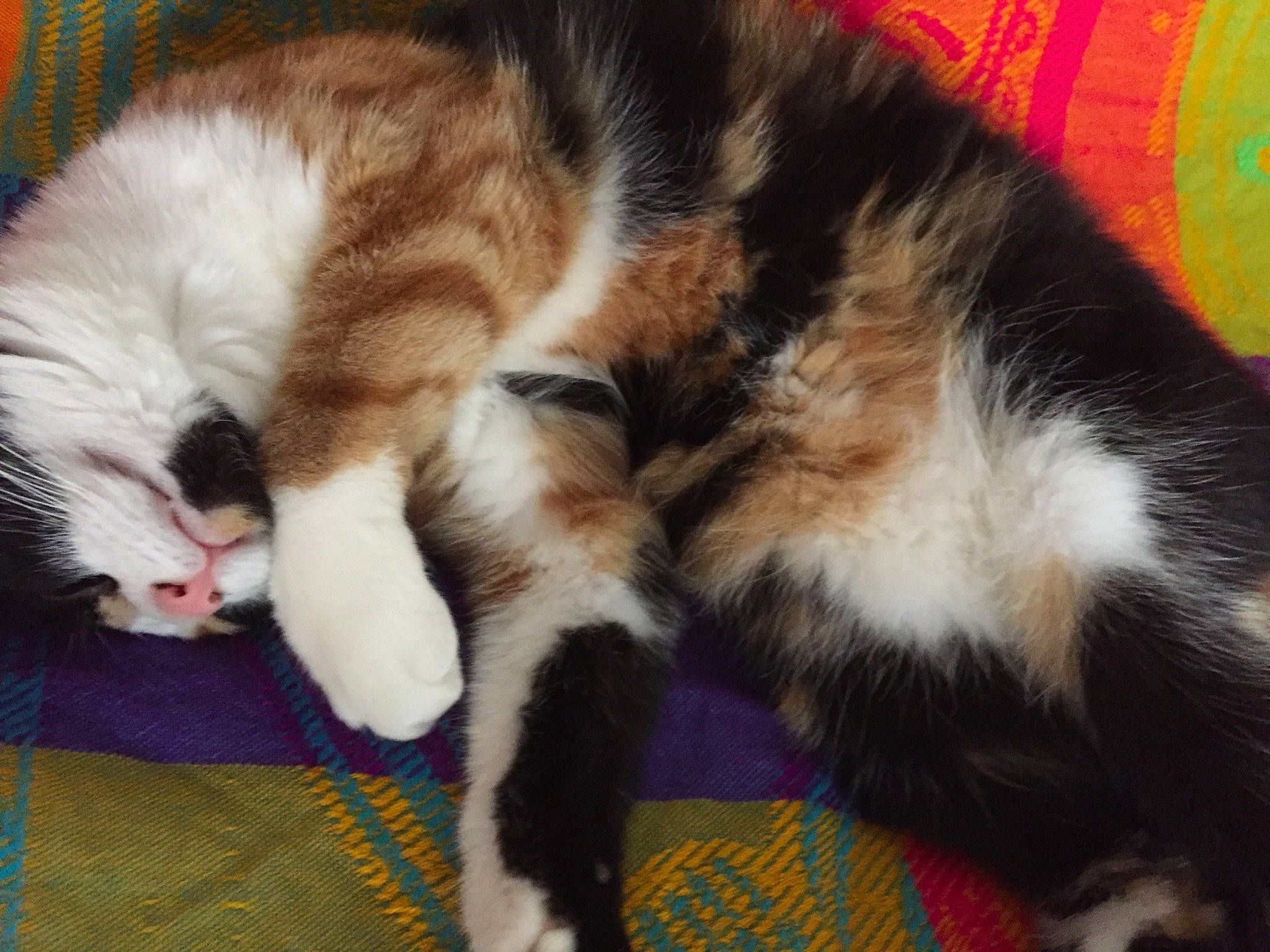 Miya a rejoint le concours — aidez-le/la à gagner de superbes lots ! carnivore, cat, claw, comfort, domestic_short_haired_cat, felidae, fur, lap, nap, paw, sleep, small_to_medium_sized_cats, snout, tail, whiskers