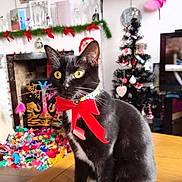 Luna is registered to the contest to win money with this photo: cat, black_cat, white_paws, red_bow, table, fireplace, christmas_tree, holiday_decorations, garland, ornaments, indoor, pet, yellow_eyes, curious, festive, cozy, wooden_table, living_room, decor, cute
