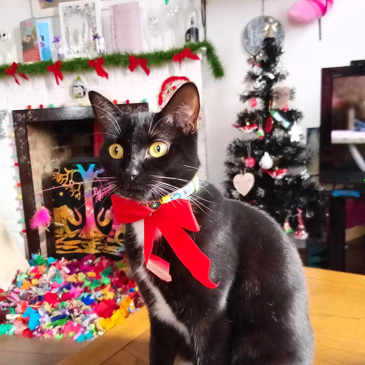 Luna is registered to the contest to win money with this photo: black_cat, cat, christmas_tree, cozy, curious, cute, decor, festive, fireplace, garland, holiday_decorations, indoor, living_room, ornaments, pet, red_bow, table, white_paws, wooden_table, yellow_eyes