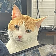 Alice is registered to the contest to win money with this photo: cat, orange_and_white, pet, indoor, curious, whiskers, ears, face, eyes, nose, feline, animal, domestic, close_up, portrait, looking, glass_surface, background, household, cozy