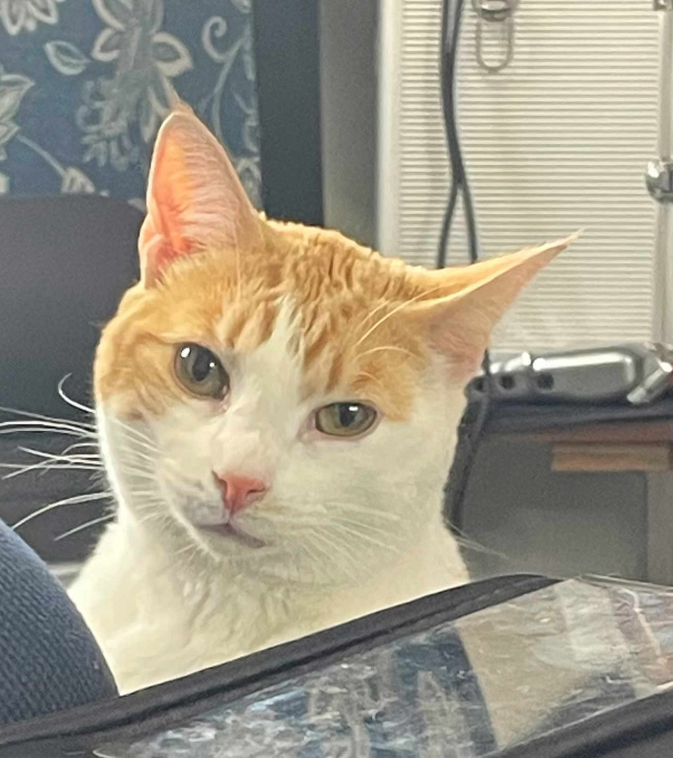Alice is registered to the contest to win money with this photo: cat, orange_and_white, pet, indoor, curious, whiskers, ears, face, eyes, nose, feline, animal, domestic, close_up, portrait, looking, glass_surface, background, household, cozy